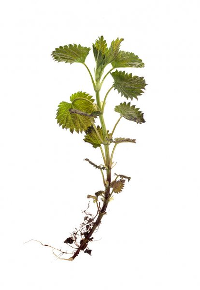 جذر نبات القراص - جزء لا يتجزأ من صيغة TestoUltra